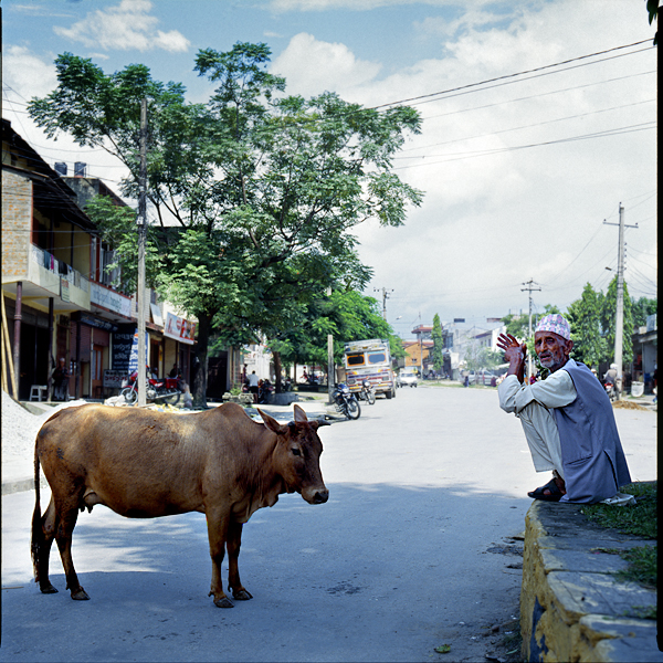 galeria,Indie,na błonce,Nepal,Pokhara,street,święte krowy,trochę koloru,wyprawa,zwierzaki