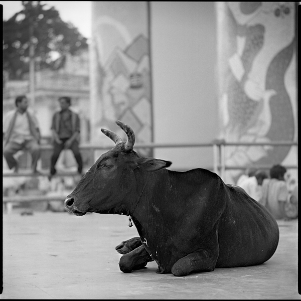 czarno - białe,galeria,Indie,na błonce,Nepal,święte krowy,trochę tekstu,Varanasi,wyprawa