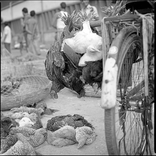 Bronica SQ-A,czarno - białe,Indie,Kalkuta,na błonce,Neopan400,street,targ kurczaków,zwierzaki